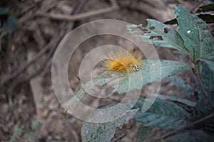 Yellow furry taturana known as fire caterpillarr photo