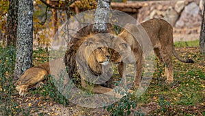 Tatzmania LÃ¶ffingen is one of the largest predatory animal in Europe