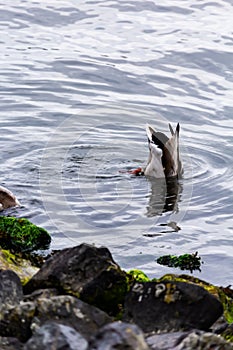 Tauchende Wildente in der Trave