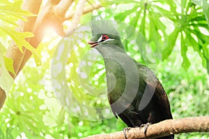 Tauraco persa. Guinea Turaco photo