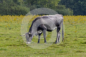 Tauros cow used as a large grazer for nature conservation in the Dutch province of Drenthe
