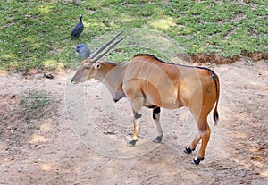 Taurotragus oryx