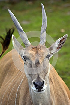 Taurotragus oryx