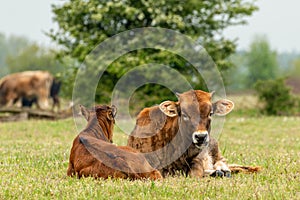 Taurus cow next to young calf lying in the grass meadow in the Maashorst in Brabant, the Netherlands