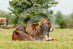 Taurus cow next to young calf lying in the grass meadow in the Maashorst in Brabant, the Netherlands