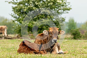 Taurus cow next to young calf lying in the grass meadow in the Maashorst in Brabant, the Netherlands