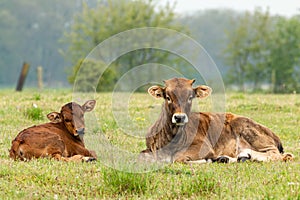 Taurus cow next to young calf lying in the grass meadow in the Maashorst in Brabant, the Netherlands