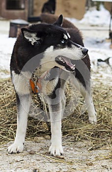 Taut husky