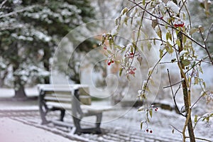 TAutumn. First snow. Green leaves and red berries covered by first snow