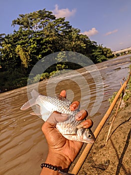 Tawes fish is a type of freshwater fish that is often sought after by Indonesian anglers because it tastes delicious