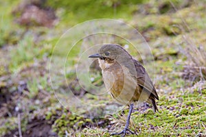 Tawny Antpitta   843364