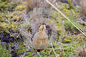 Tawny Antpitta   843397