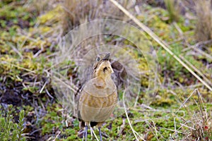 Tawny Antpitta   843398