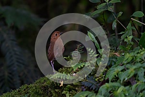 Tawny antpitta Grallaria quitensis