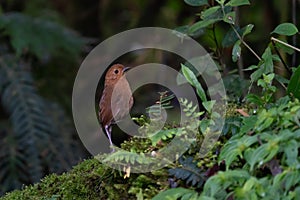 Tawny antpitta Grallaria quitensis