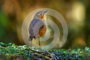 Tawny antpitta, Grallaria quitensis, grey brown bird in the nature habitat, Yanacocha in Ecuador. Birdwatching in South America.