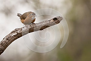 Tawny bellied babbler