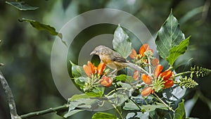 Tawny-bellied Babbler in Ella, Sri Lanka