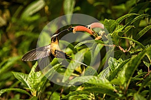 Tawny-bellied hermit hovering next to red flower,tropical rainforest, Colombia, bird sucking nectar from blossom in garden,beautif