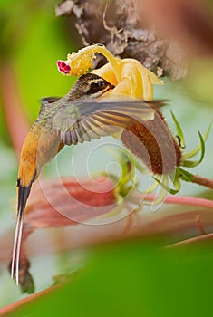 Tawny-bellied Hermit - Phaethornis syrmatophorus