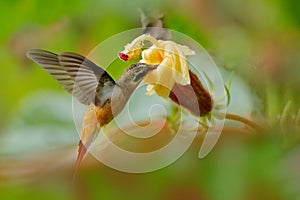 Tawny-bellied Hermit, Phaethornis syrmatophorus, flying next to yellow flower in nature habitat. Humming bird in the green tropic