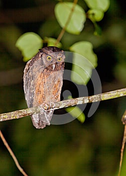 Tawny-bellied Screech Owl