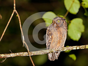 Tawny-bellied Screech Owl