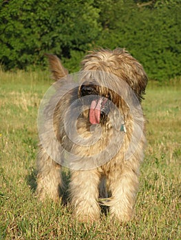 Tawny briard