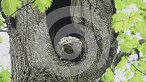 Tawny or Brown Owl (Strix aluco). Owl cleans a terrible clawed paw with its beak