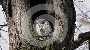 Tawny or Brown Owl (Strix aluco). Owl sits on the edge of a hollow and cleans its feathers with its beak