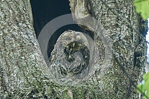 Tawny or Brown Owl (Strix aluco). The owl sits in a hollow