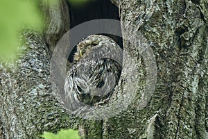 Tawny or Brown Owl (Strix aluco). The owl sits in a hollow