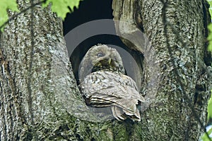 Tawny or Brown Owl (Strix aluco). The owl sits in a hollow, with its back to the observer and looks over its shoulder