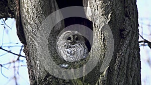 Tawny or Brown Owl (Strix aluco). The owl sits in a hollow, looks around and blinks