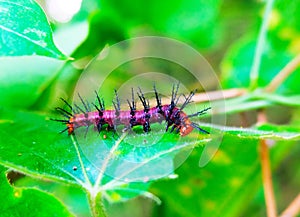 The Tawny Caster (Acraea violae)caterpillars