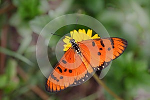 Tawny Coaster Acraea violae Butterfly