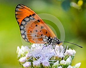 Tawny coster or Acraea terpsicore butterfly on the White weed flower.