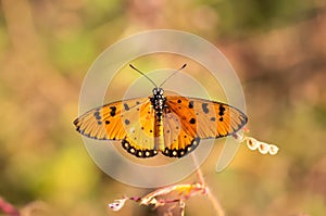 Tawny coster  Acraea terpsicore  , Orange butterfly with black dots on the branches on a blurred background