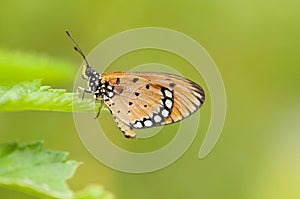 Tawny Coster Acraea violae butterfly