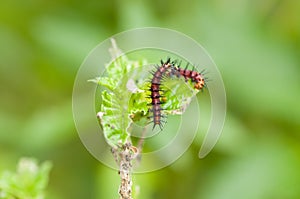 Tawny Coster Acraea violae caterpillars