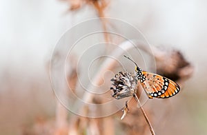 Tawny coster butterfly