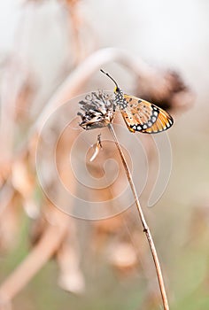 Tawny coster butterfly