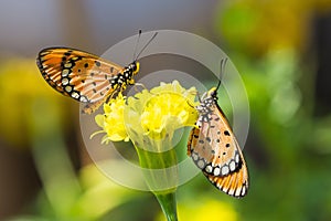 Tawny coster butterfly