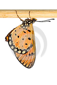 Tawny coster butterfly