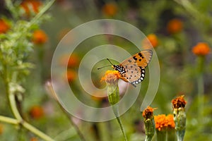 Tawny Coster butterfly - Acraea terpsicore