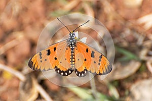 Tawny Coster butterfly Acraea terpsicore