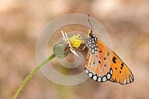 Tawny Coster butterfly Acraea terpsicore