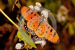 Tawny coster butterfly, Acraea terpsicore, Hesarghatta, Bangalore, Karnataka, India