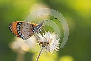 The Tawny Coster butterfly Acraea violae on flower and green nature