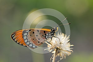 The Tawny Coster butterfly Acraea violae on flower and green nature